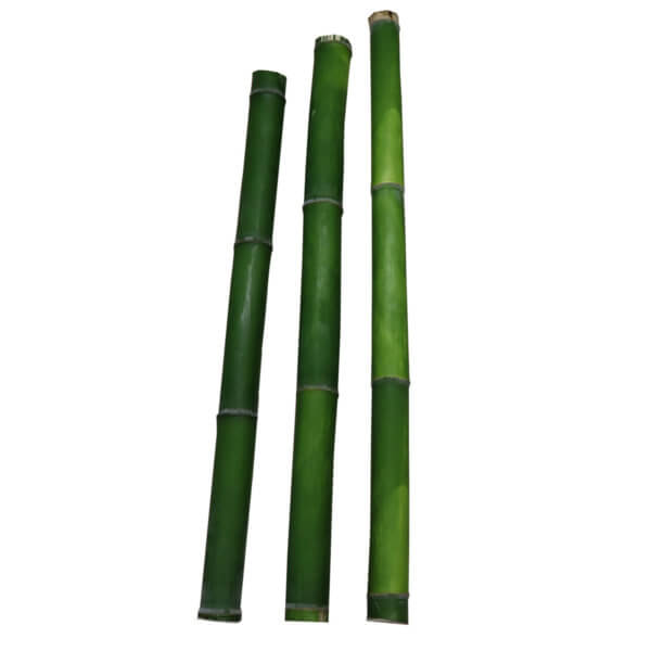 Bambus für Schnittübungen grün breit