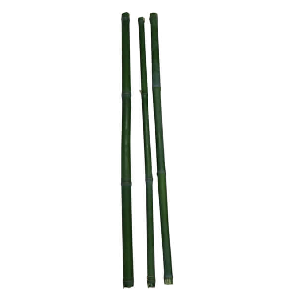 Bambus für Schnittübungen dünn